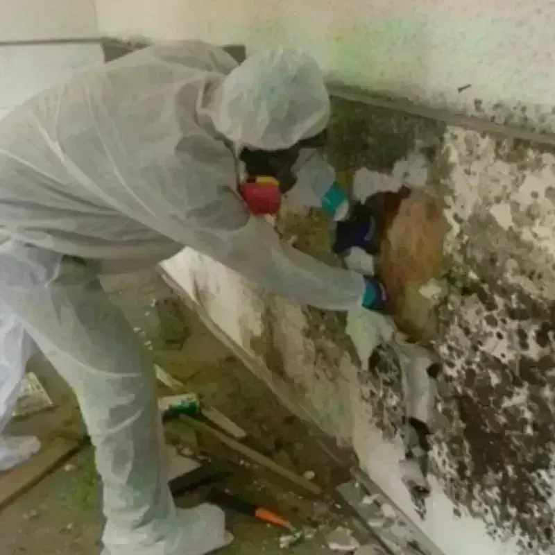 Mold Remediation and Removal in Tunkhannock, PA